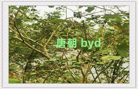 唐朝 byd